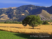 Filename=pollino south italy.jpg
Filesize=158KiB
Dimensions=800x600
Date added=Oct 05, 2004 pollino south italy.jpg