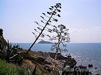 Filename=the strength of life.jpg
Filesize=70KiB
Dimensions=800x600
Date added=Oct 05, 2004 the strength of life.jpg