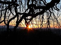 tramonto albero.jpg