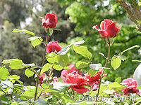P5081176_rose_crop_r.jpg