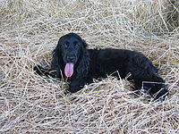 IMG_8544.JPG